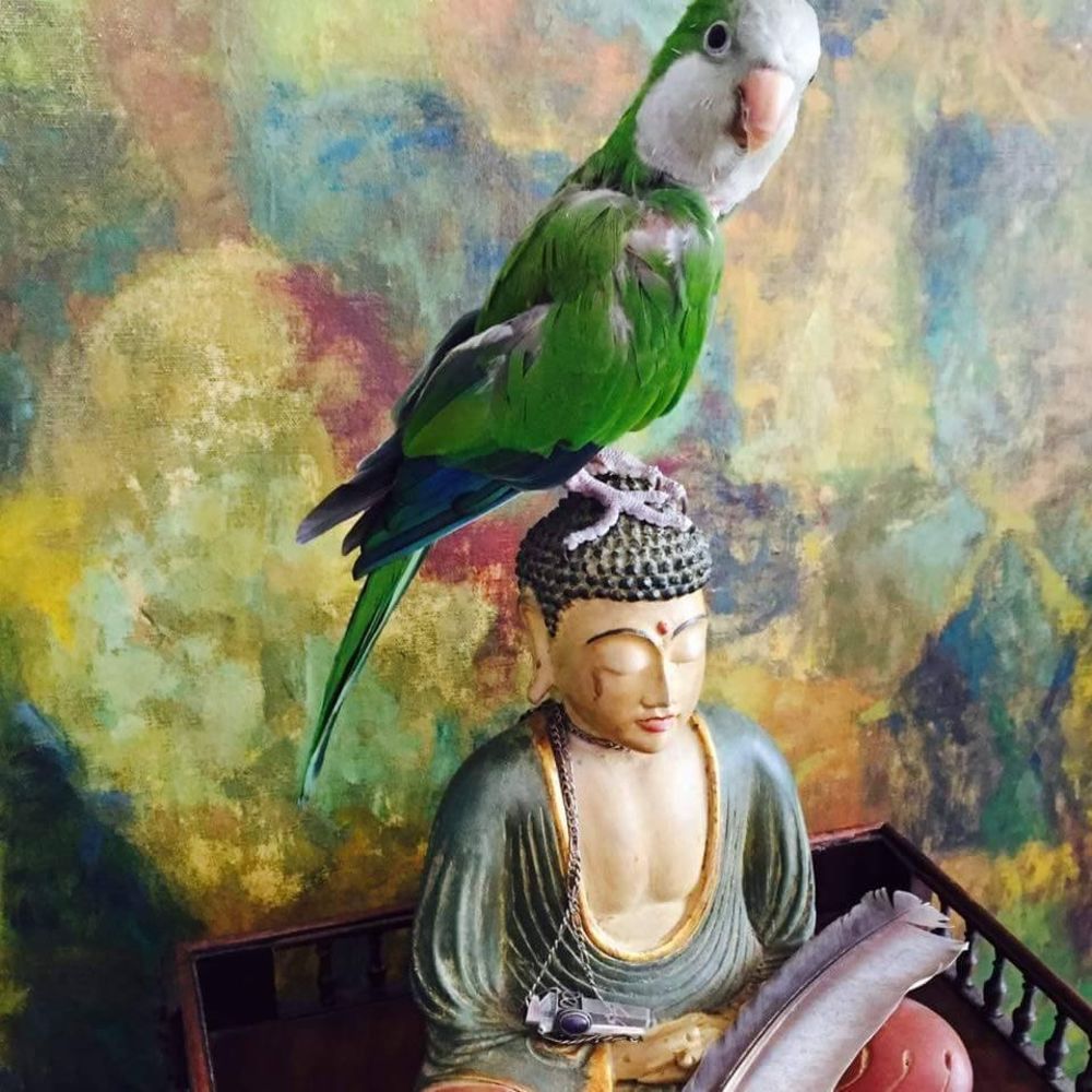 Meet your Posher, Bibi